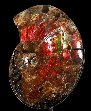 Ammolite
